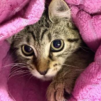 Milkshake -  Domestic Short Hair Cat for Adoption in New York, New York - Milkshake | PetCurious