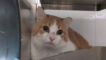 Tommy -  Domestic Short Hair Cat for Adoption in Papillion, Nebraska - Tommy | PetCurious