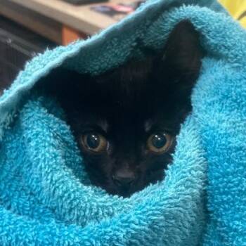 Curly -  Domestic Short Hair Cat for Adoption in Cincinnati, Ohio - Curly | PetCurious