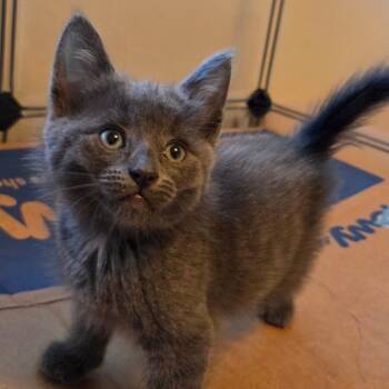 Fly Wheel -  Domestic Medium Hair Cat for Adoption in Westminster, California - Fly Wheel | PetCurious