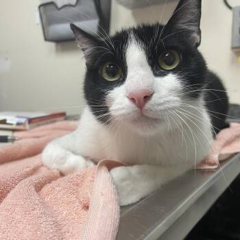 Mr Motors -  Domestic Short Hair Cat for Adoption in Lakeland, Florida - Mr Motors | PetCurious