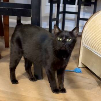 Rescue Domestic Short Hair Cats for Adoption in Silver Spring, Maryland - Windy | PetCurious