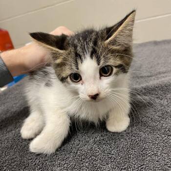 Boomhauer -  Domestic Short Hair Cat for Adoption in Bristol, Indiana - Boomhauer | PetCurious