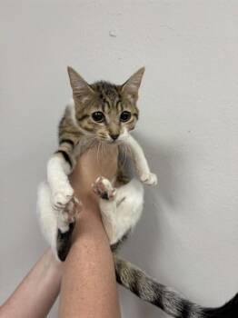 MS. BUG EYES -  Domestic Short Hair Cat for Adoption in Killeen, Texas - MS. BUG EYES | PetCurious