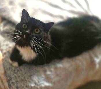 Domestic Long Hair Cats Available for Adoption in Anchorage, Alaska - Milo | PetCurious