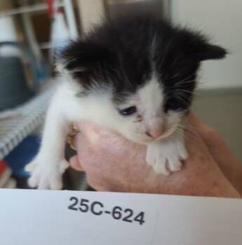 Rescue Domestic Short Hair Cats for Adoption in Willmar, Minnesota - Mittens | PetCurious