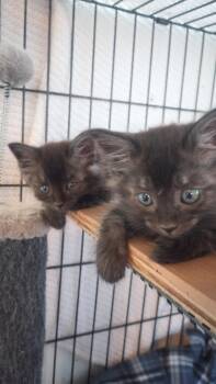 Conner & Cory -  Domestic Medium Hair Cat for Adoption in Santa Rosa, California - Conner & Cory | PetCurious