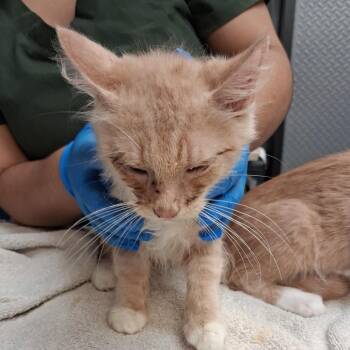 Stan -  Domestic Long Hair Cat for Adoption in Newark, New Jersey - Stan | PetCurious