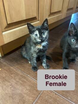 Brookie -  Domestic Short Hair Cat for Adoption in El Centro, California - Brookie | PetCurious