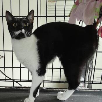 Matty -  Domestic Short Hair Cat Available for Adoption in Boston, Massachusetts - Matty | PetCurious