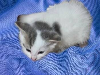 Possum -  Domestic Short Hair Cat for Adoption in Simcoe, Ontario - Possum | PetCurious