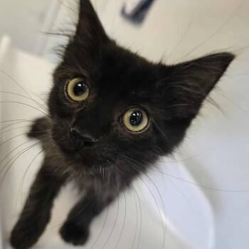 Rescue Domestic Short Hair Cats for Adoption in Eureka, California - Soot | PetCurious
