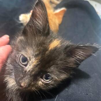 Zelda C11776 -  Domestic Short Hair Cat for Adoption - Zelda C11776 | PetCurious