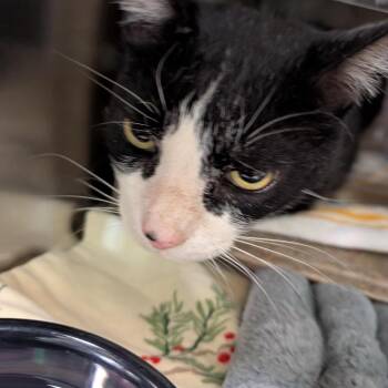 Jake -  Domestic Short Hair Cat for Adoption in Baltimore, Maryland - Jake | PetCurious