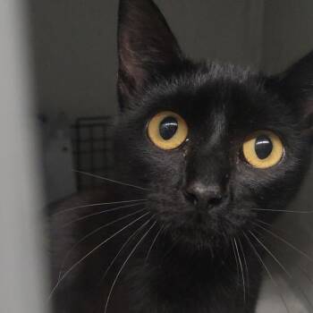 Florian -  Domestic Short Hair Cat for Adoption in Edwardsville, Illinois - Florian | PetCurious
