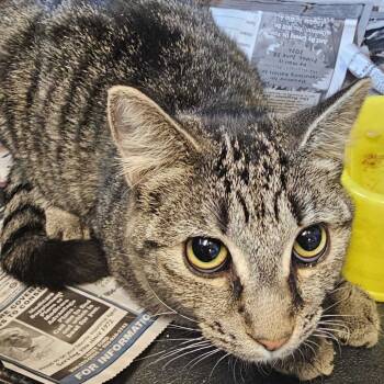 Rescue Domestic Short Hair Cats for Adoption in Summerlee, West Virginia - Gadget | PetCurious