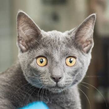 Solo -  Domestic Short Hair Cat for Adoption in Middletown, Rhode Island - Solo | PetCurious