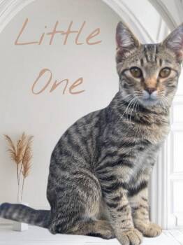Little One -  Domestic Short Hair Cat for Adoption in Cromwell, Kentucky - Little One | PetCurious