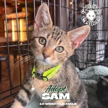 Sam -  Domestic Short Hair Cat for Adoption in Wilmington, North Carolina - Sam | PetCurious