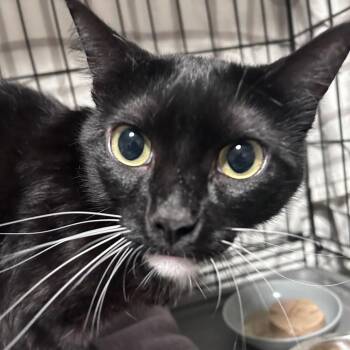 Domestic Short Hair Cats Available for Adoption in Chino Hills, California - Hollywood (C000-156)-City Of Industry Location | PetCurious
