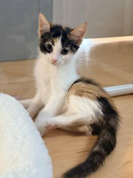 Cortado -  Calico Cat for Adoption in Suffolk, Virginia - Cortado | PetCurious