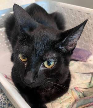 Chad -  Domestic Short Hair Cat for Adoption in Golden, Colorado - Chad | PetCurious