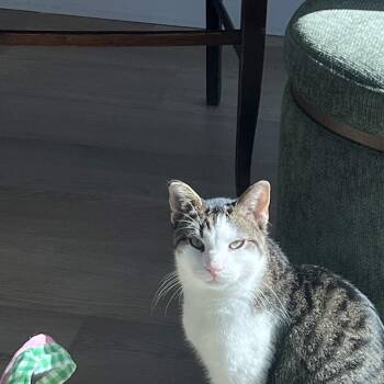 Earl -  Domestic Short Hair Cat for Adoption in Weehawken Township, New Jersey - Earl | PetCurious