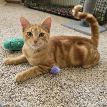 Karl C12900 -  Domestic Short Hair Cat for Adoption - Karl C12900 | PetCurious