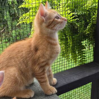 Caramel -  Domestic Short Hair Cat for Adoption in Rochester, Minnesota - Caramel | PetCurious