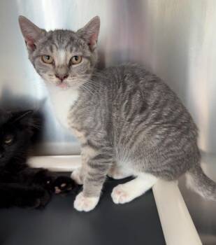 Racheal -  Domestic Short Hair Cat for Adoption in Pomona, New York - Racheal | PetCurious