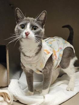 NAOMI -  Domestic Short Hair Cat for Adoption in Clyde, North Carolina - NAOMI | PetCurious