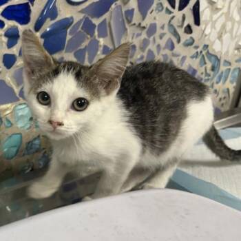 FETA CHEEZE -  Domestic Short Hair Cat for Adoption in Pensacola, Florida - FETA CHEEZE | PetCurious