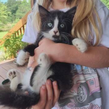 Rosie -  Domestic Long Hair Cat for Adoption in Wadena, Minnesota - Rosie | PetCurious
