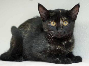 Padme -  Tortoiseshell and Domestic Short Hair Cat for Adoption in Republic, Washington - Padme | PetCurious