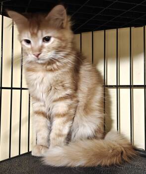 Caduan -  Domestic Medium Hair Cat for Adoption in Phoenix, Arizona - Caduan | PetCurious