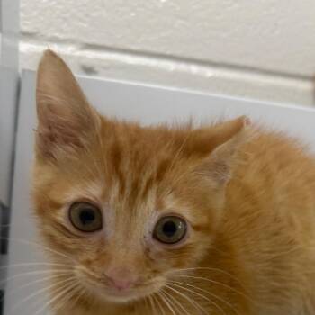 Pinky -  Domestic Short Hair Cat for Adoption in Montgomery, Alabama - Pinky | PetCurious