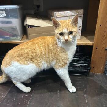 Domestic Short Hair Cats Available for Adoption - Miss Sebastian | PetCurious