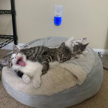 Sudachi (Japanese Redbull) -  Domestic Short Hair Cat Available for Adoption in Charlotte, North Carolina - Sudachi (Japanese Redbull) | PetCurious