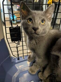 Tin Man -  Domestic Short Hair Cat for Adoption in Cincinnati, Ohio - Tin Man | PetCurious