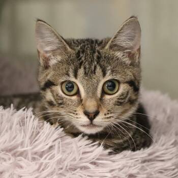 Bobcat -  Domestic Short Hair Cat for Adoption in Port Washington, New York - Bobcat | PetCurious
