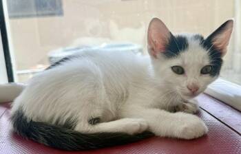 SCOTT -  Domestic Short Hair Cat for Adoption in Sarasota, Florida - SCOTT | PetCurious