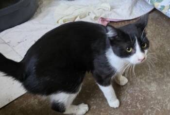 Domestic Short Hair Cats Available for Adoption - Robin | PetCurious