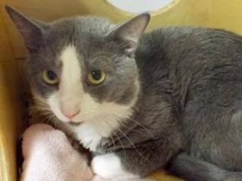 Rescue Domestic Short Hair Cats for Adoption in Green Valley, Arizona - Henry | PetCurious