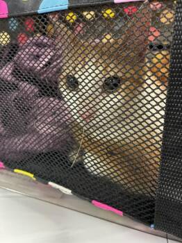 A137868 -  Domestic Short Hair Cat for Adoption in Palmetto, Florida - A137868 | PetCurious
