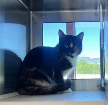 DARLENE -  Domestic Short Hair Cat for Adoption in Colorado Springs, Colorado - DARLENE | PetCurious