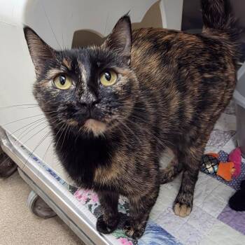 Verona -  Domestic Short Hair Cat for Adoption in Oshkosh, Wisconsin - Verona | PetCurious