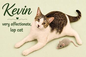 Kevin (FCID# 06/19/2026-152) Willow Grove -  Domestic Short Hair Cat for Adoption in Greenville, Delaware - Kevin (FCID# 06/19/2026-152) Willow Grove | PetCurious