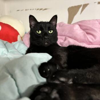 Sanji -  Domestic Short Hair Cat for Adoption in Long Beach, California - Sanji | PetCurious