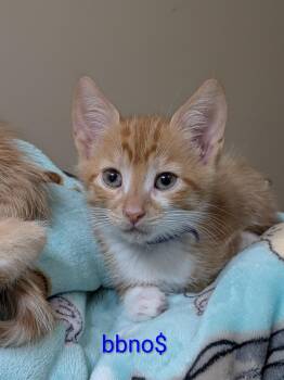 BBNoMoney -  Domestic Short Hair Cat for Adoption in Walla Walla, Washington - BBNoMoney | PetCurious