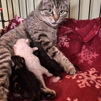 Catniss -  Domestic Short Hair Cat for Adoption in Newborn, Georgia - Catniss | PetCurious